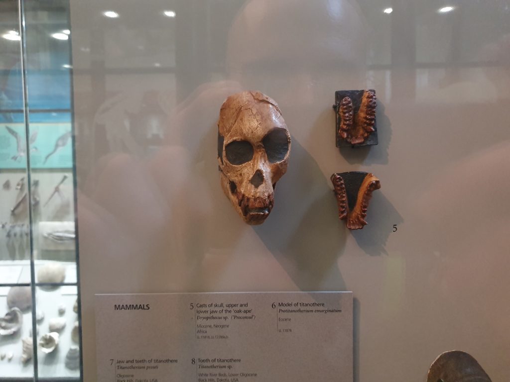 Mammals - Casts of skull - Manchester Museum