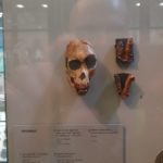 Mammals - Casts of skull - Manchester Museum