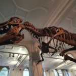 Manchester Museum Dinosaur