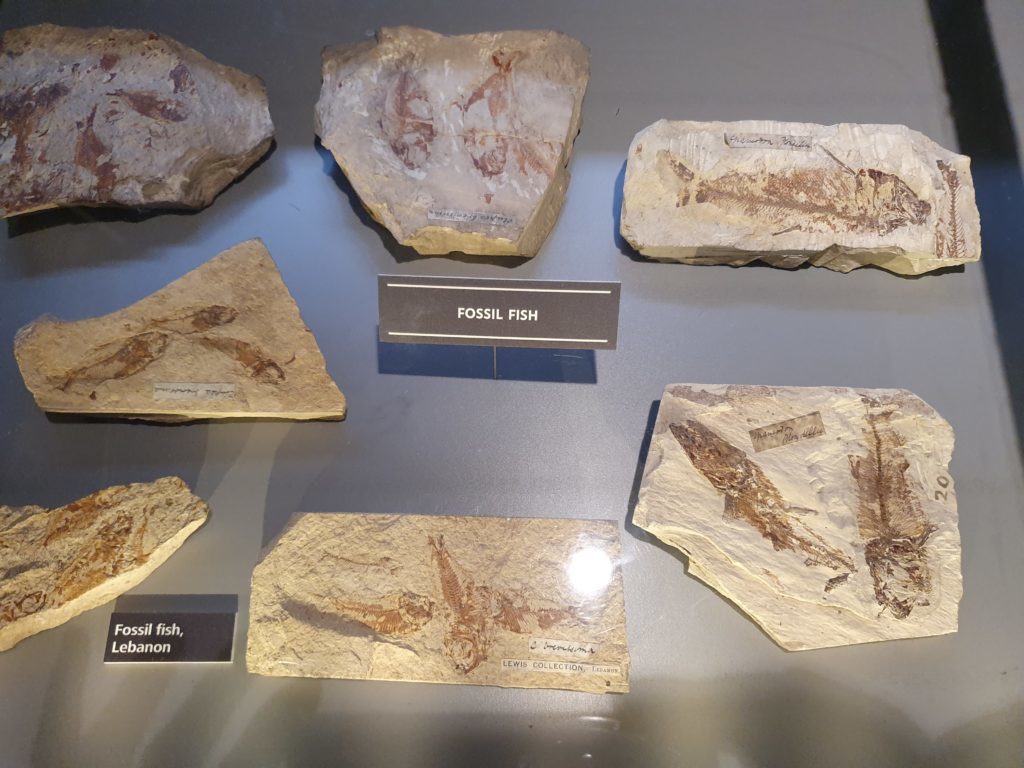 Fossil Fish - Manchester Museum