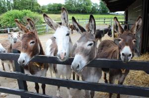 The Donkey Sanctuary