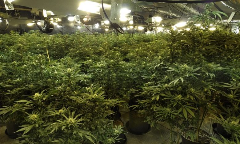 Two arrested after police discover massive cannabis farm in Tameside