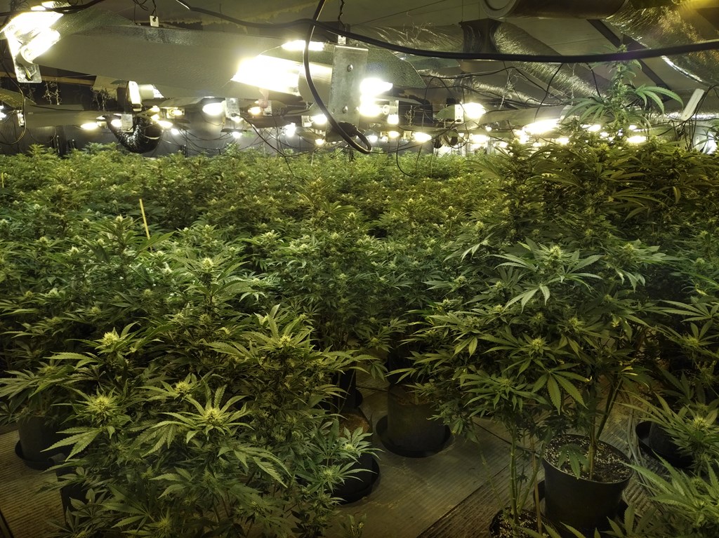 Two arrested after police discover massive cannabis farm in Tameside