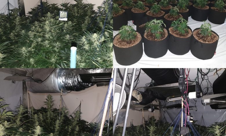 Cannabis farm uncovered in South Manchester