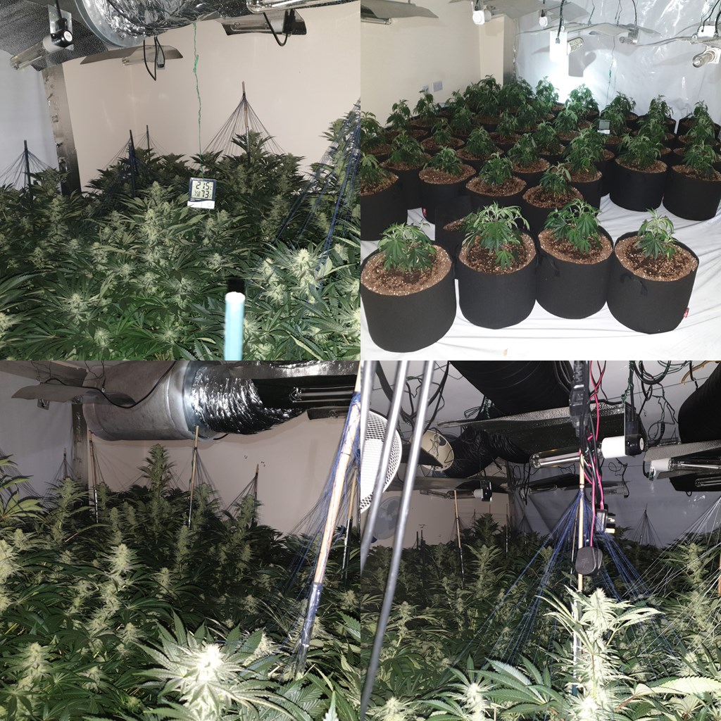 Cannabis farm uncovered in South Manchester