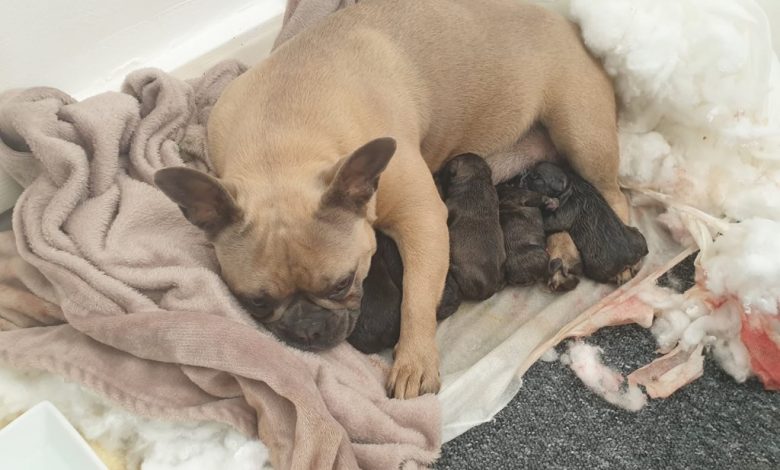 Dog and her puppies set to be reunited with owner thanks to officers in Partington