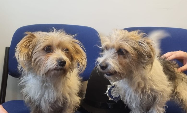 Stolen dogs reunited with owner thanks to GMP officers in Bolton