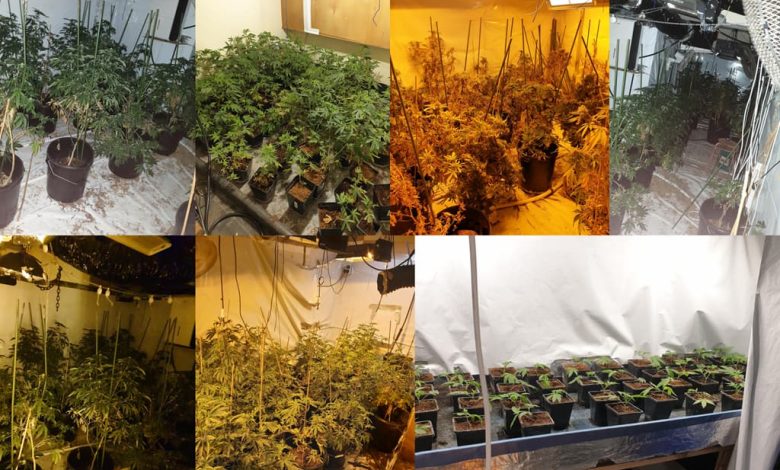 GMP Neighbourhood officers seize £400,000 worth of cannabis plants and equipment from a property in Salford
