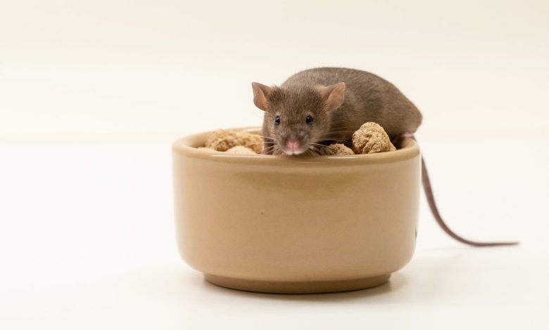 Ten organisations account for half of all animal research in Great Britain in 2022