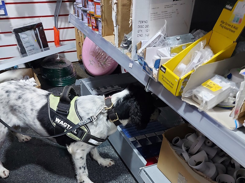 A sniffer dog in the shop