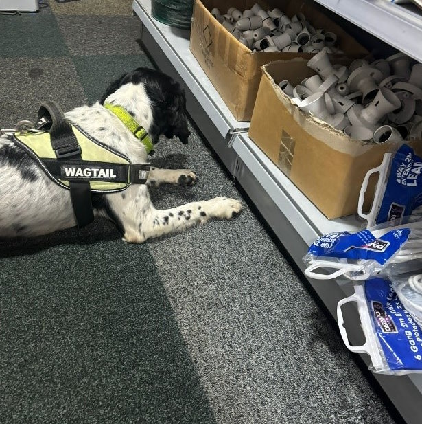 A sniffer dog in the shop