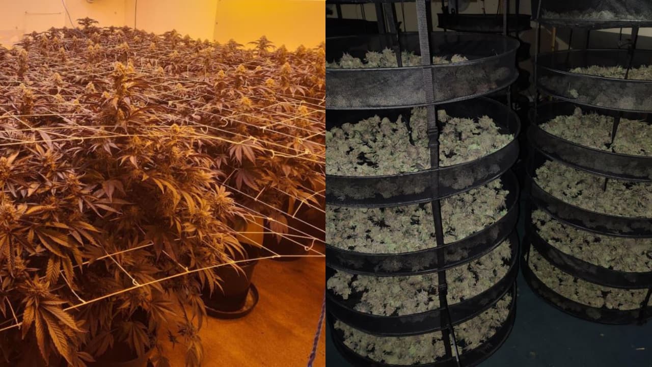 150 cannabis plants seized following morning warrant in Audenshaw