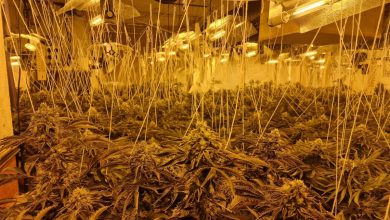 Police swoop on £1 million cannabis farm as officers make arrest in Oldham