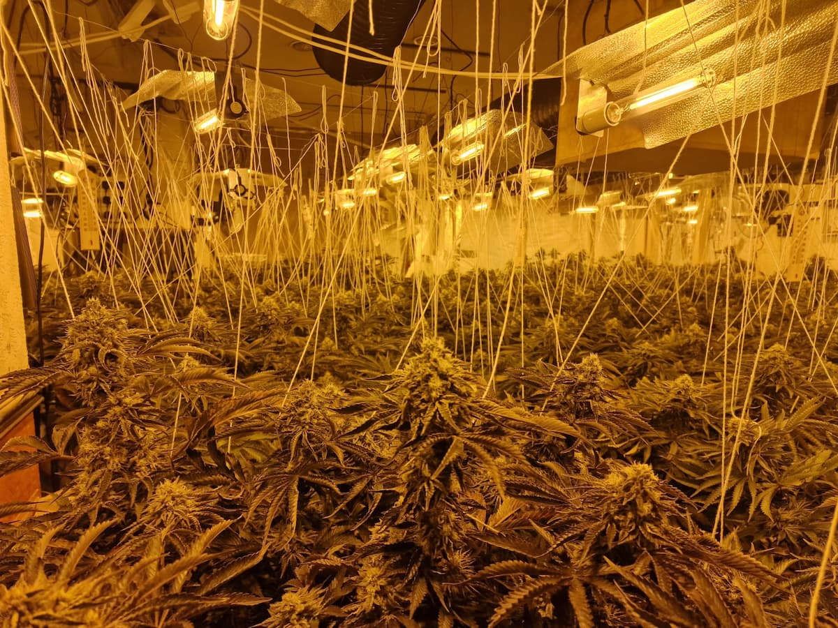 Police swoop on £1 million cannabis farm as officers make arrest in Oldham