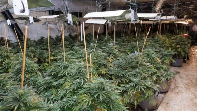 Officers uncover large cannabis farm in Bury after chasing suspect