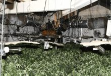 Cannabis plants worth up to £350k seized in Rochdale