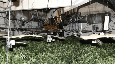 Cannabis plants worth up to £350k seized in Rochdale