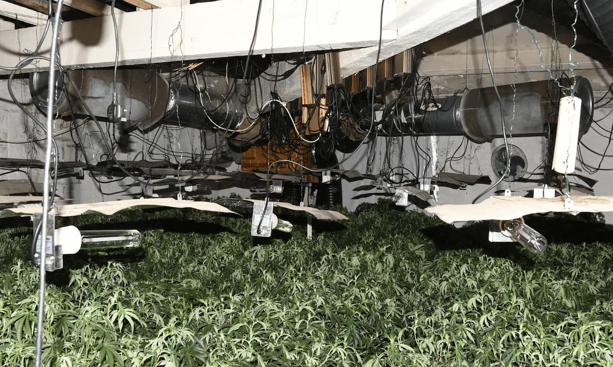 Cannabis plants worth up to £350k seized in Rochdale