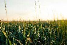 Why Donald Trump’s trade tariffs are a threat to global food security