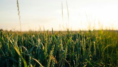 Why Donald Trump’s trade tariffs are a threat to global food security