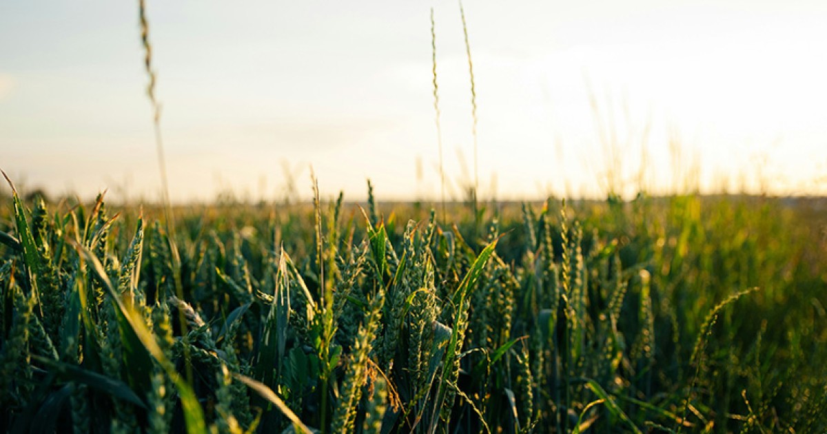 Why Donald Trump’s trade tariffs are a threat to global food security