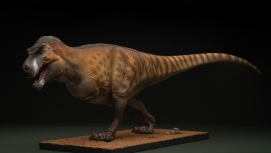 Cheshire-based SME to launch ‘world’s most scientifically accurate dinosaur models’