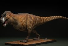 Cheshire-based SME to launch ‘world’s most scientifically accurate dinosaur models’