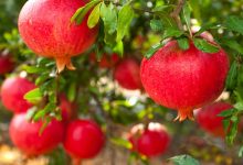 Pomegranate extract could be a cost-effective way to tackle the effects of ageing, new study shows