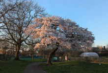 Unbe-LEAF-able!: Hundreds of trees planted throughout Manchester to mark Tree Week