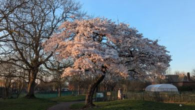 Unbe-LEAF-able!: Hundreds of trees planted throughout Manchester to mark Tree Week