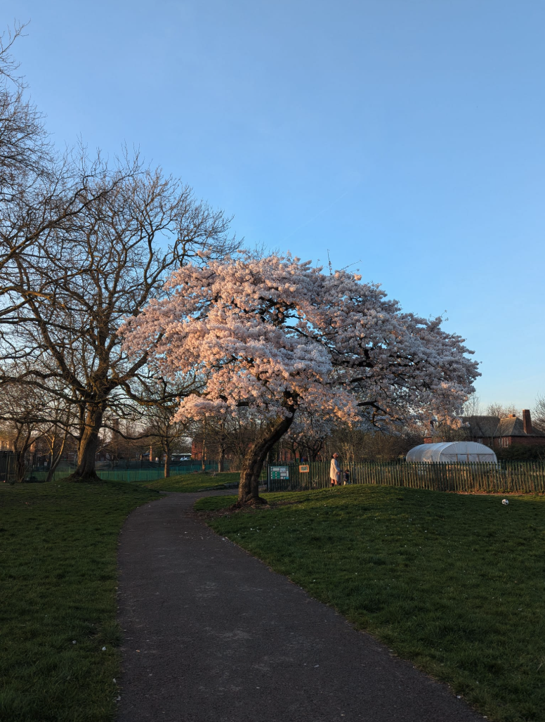 Unbe-LEAF-able!: Hundreds of trees planted throughout Manchester to mark Tree Week