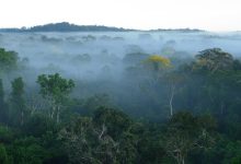 Why hosting the UN climate summit in the Amazon was so important, despite the disappointing outcome