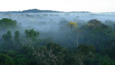 Why hosting the UN climate summit in the Amazon was so important, despite the disappointing outcome