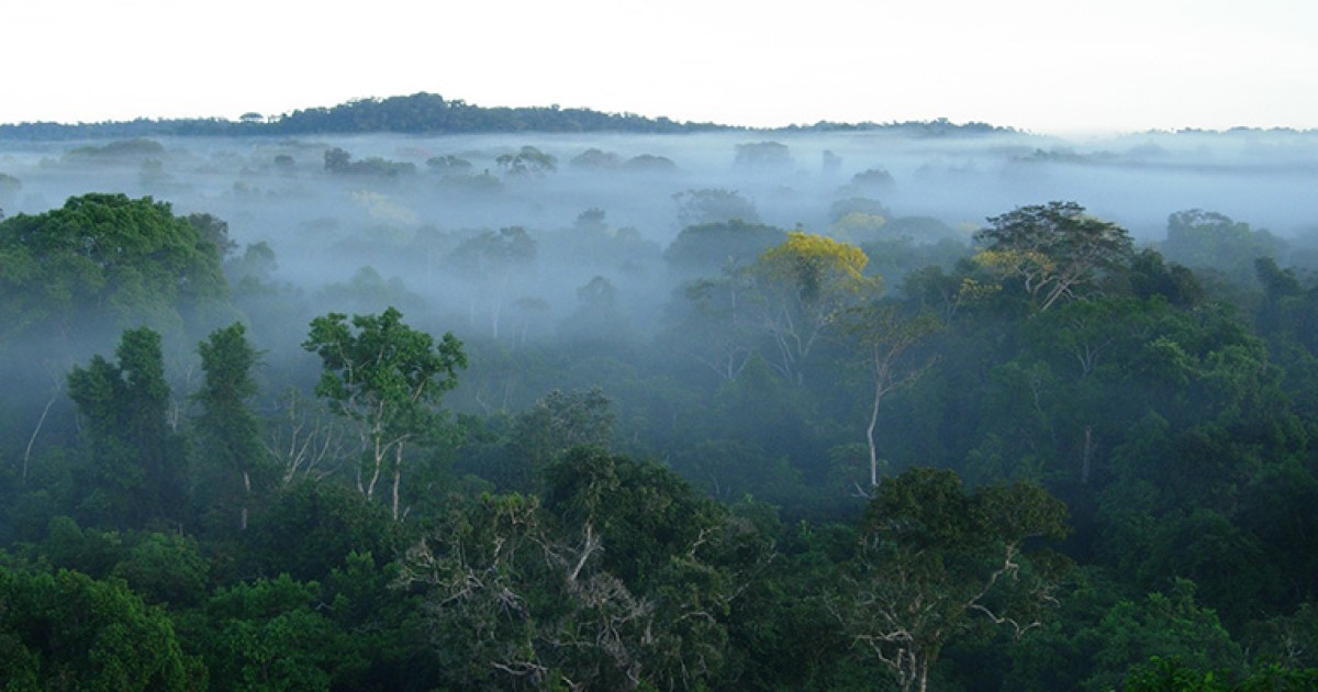 Why hosting the UN climate summit in the Amazon was so important, despite the disappointing outcome