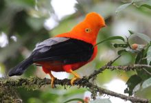 Groundbreaking global bird study reveals how land-use changes are putting ecosystems at risk