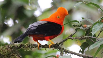 Groundbreaking global bird study reveals how land-use changes are putting ecosystems at risk