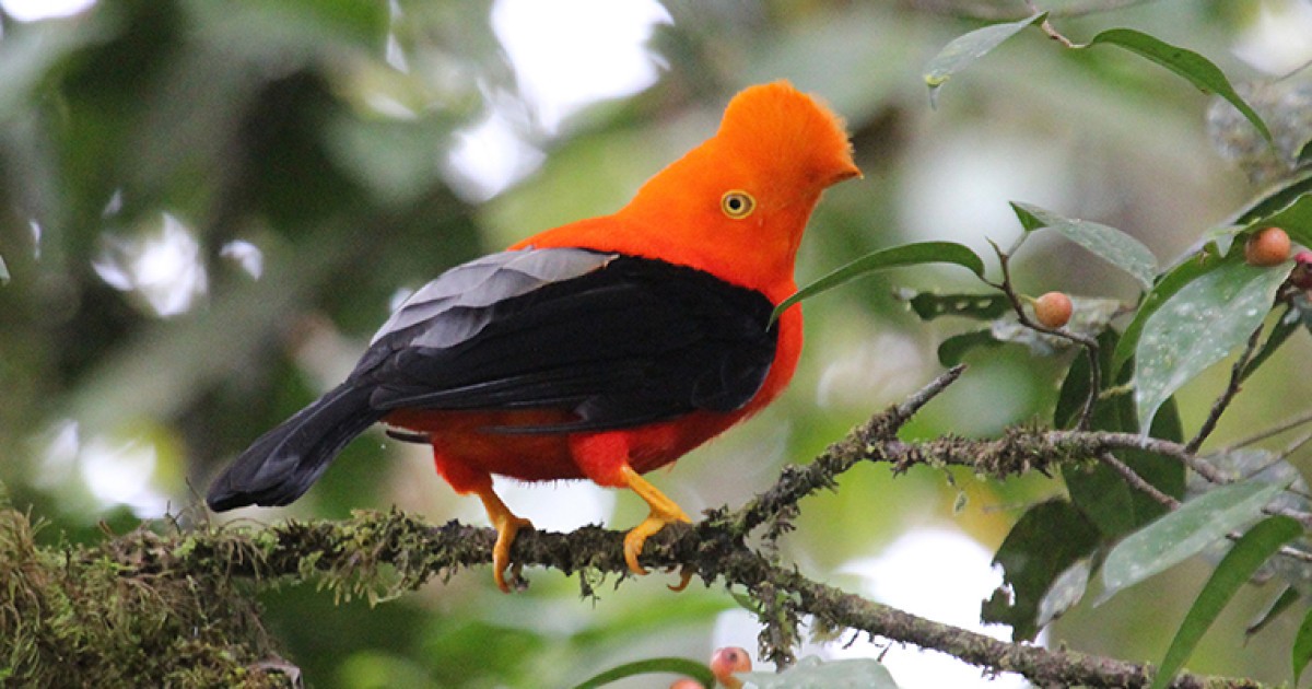 Groundbreaking global bird study reveals how land-use changes are putting ecosystems at risk