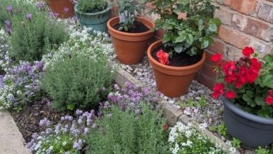 Manchester In Bloom: Winners announced as communities grow greener and stronger across the city