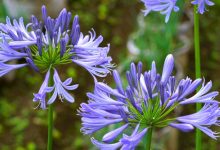 Flora, fauna and fine art: £1m grant to explore natural history