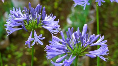 Flora, fauna and fine art: £1m grant to explore natural history