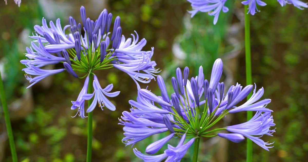 Flora, fauna and fine art: £1m grant to explore natural history